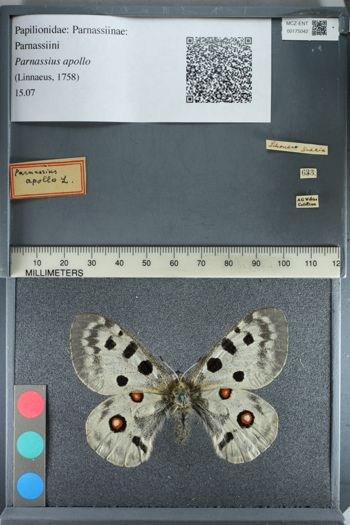 Media type: image;   Entomology 175042